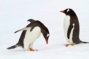 Gentoo: 80189733 Long-tailed Gentoo Penguin Agenzia Giornalistica