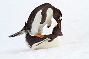 Gentoo: 80189734 Long-tailed Gentoo Penguin Agenzia Giornalistica