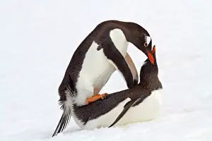 Gentoo: 80189735 Long-tailed Gentoo Penguin Agenzia Giornalistica