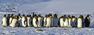 Storms: 80189736 King Penguin Agenzia Giornalistica Fotografica