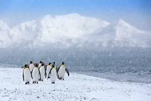Storms: 80189737 King Penguin Agenzia Giornalistica Fotografica