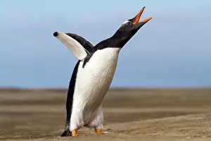 Gentoo: 80189738 Long-tailed Gentoo Penguin Falkland Islands