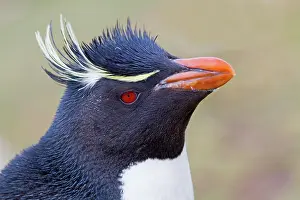 Glaciation: 80189739 Rockhopper Penguin Agenzia Giornalistica