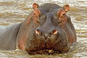 Ivory: 80189740 Hippopotamus Agenzia Giornalistica Fotografica