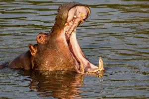 Ivory: 80189741 Hippopotamus Agenzia Giornalistica Fotografica