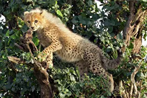 Cheetah: 80189742 Cheetah Agenzia Giornalistica Fotografica