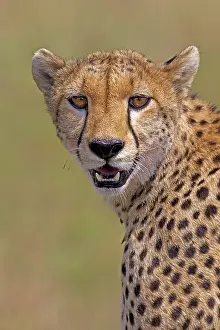 Cheetah: 80189743 Cheetah Agenzia Giornalistica Fotografica