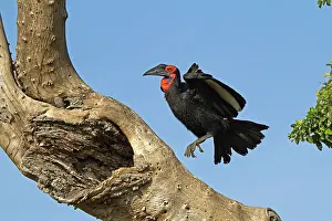 Soaring: 80189744 Southern Ground Hornbill Agenzia Giornalistica