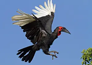 Soaring: 80189745 Southern Ground Hornbill Agenzia Giornalistica