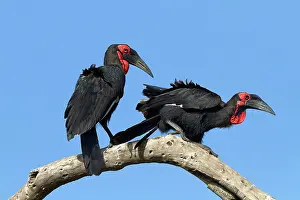 Soaring: 80189746 Southern Ground Hornbill Agenzia Giornalistica