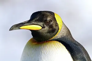 Aptenodytes: 80189747 King Penguin Agenzia Giornalistica Fotografica