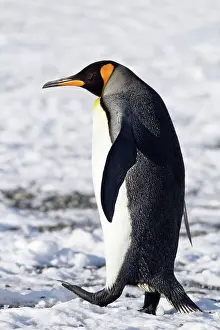 Aptenodytes: 80189748 King Penguin Agenzia Giornalistica Fotografica