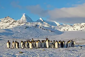 Aptenodytes: 80189749 King Penguin Agenzia Giornalistica Fotografica