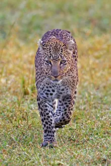 Leopards: 80189750 Leopard Agenzia Giornalistica Fotografica