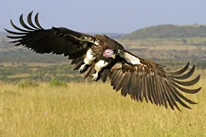 Soaring: 80189751 Lappet-faced Vulture Agenzia Giornalistica