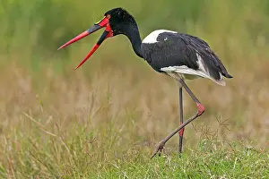 Saddle: 80189752 Saddle-billed Stork Agenzia Giornalistica