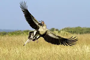 Agenzia: 80189753 Secretary Bird Agenzia Giornalistica Fotografica