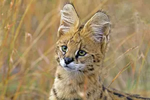 Serval: 80189754 Serval Agenzia Giornalistica Fotografica