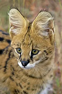 Serval: 80189755 Serval Agenzia Giornalistica Fotografica