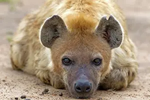 Hyaena: 80189756 Spotted Hyena Agenzia Giornalistica Fotografica