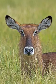Waterbuck: 80189757 Waterbuck Lake Nakuru, Kenya Agenzia Giornalistica