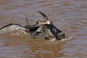 Powder: 80189758 Gnu - migration Kenya Agenzia Giornalistica