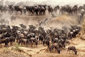 Powder: 80189759 Gnu - migration Kenya Agenzia Giornalistica
