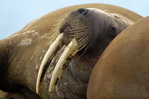 Odobenus: 80189766 Walrus Svalbard Agenzia Giornalistica Fotografica