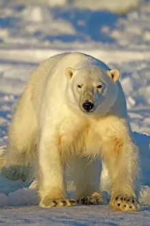 Agenzia: 80189767 Polar Bear Svalbard Agenzia Giornalistica