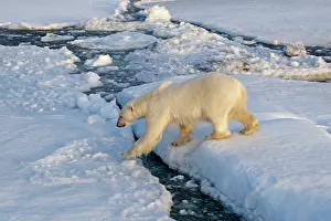 Agenzia: 80189768 Polar Bear Svalbard Agenzia Giornalistica