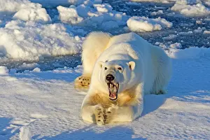 Agenzia: 80189769 Polar Bear Svalbard Agenzia Giornalistica