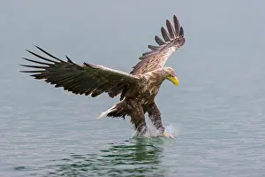 Soaring: 80189770 Sea Eagle / Erne / White-tailed Eagle Haliaeetus