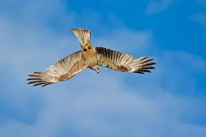 Preys: 80189771 Black Kite - in flight Milvus migrans Agenzia
