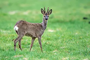 Agenzia: 80189773 Roebuck - young Agenzia Giornalistica