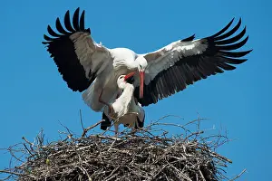 Storks: 80189776 White Stork Ciconia ciconia Agenzia Giornalistica