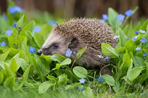 Sting: 80189778 Hedgehog Agenzia Giornalistica Fotografica
