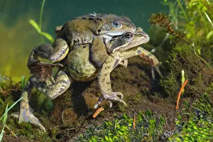Spawning: 80189780 Grass Frog - spawning season Agenzia Giornalistica