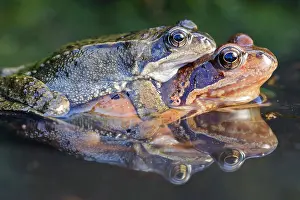 Spawning: 80189781 Grass Frog - spawning season Agenzia Giornalistica