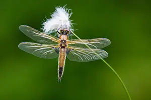 Dragonflies: 80189782 4 Spot Dragonfly Agenzia Giornalistica