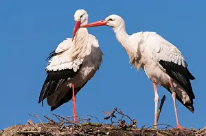 Storks: 80189783 White Stork Ciconia ciconia Agenzia Giornalistica