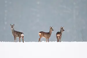 Roedeers: 80189785 Roe Deer - in winter snow Agenzia Giornalistica