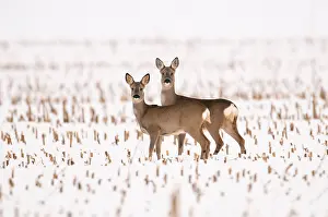 Roedeers: 80189787 Roe Deer - in winter snow Agenzia Giornalistica