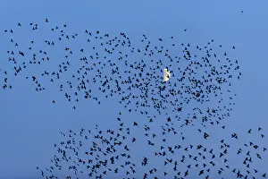 Crows: 80189788 Starlings - in flight in the evening sky