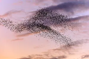 Crows: 80189789 Starlings - in flight in the evening sky