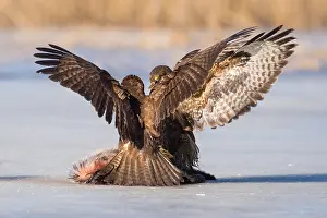 Buteo: 80189790 Buzzards Buteo buteo Agenzia Giornalistica
