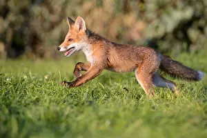 Escape: 80189791 Red Fox Vulpes vulpes Agenzia Giornalistica