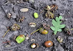 Acorns: 80190012 Knopper Galls - and acorns from Oak Quercus