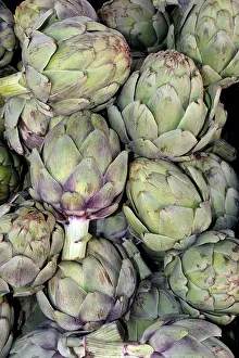 Cynara: 80190015 Globe Artichokes Cynara cardunculus Pat