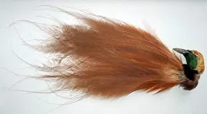Fashion: 80190017 Bird of Paradise - Display plumes from