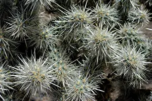 Cholla: 80190018 Cholla Cactus - spines Mojave Desert, southern
